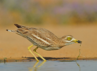 צילום: דובי קלעי צילום: דובי קלעי