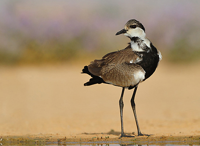 צילום: דובי קלעי צילום: דובי קלעי