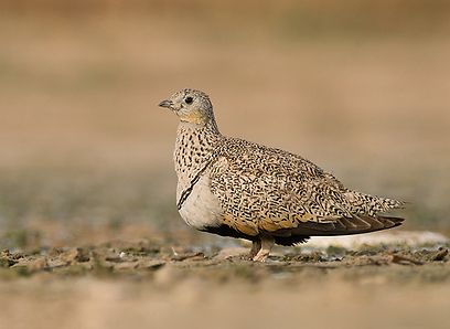 צילום: דוד דוקרקר צילום: דוד דוקרקר