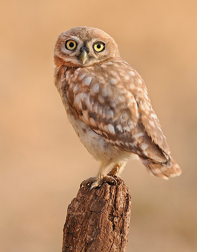 צילום: דוד דניאל צילום: דוד דניאל