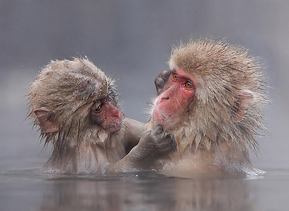 צילום: דורון הופמן צילום: דורון הופמן