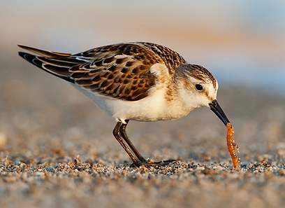 צילום: דני לרדו צילום: דני לרדו