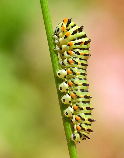 צילום: נתן אדלשטיין צילום: נתן אדלשטיין