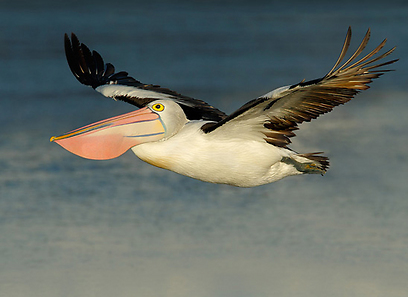 צילום: עופר לוי צילום: עופר לוי