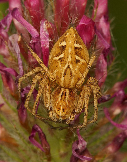 צילום: עמיר וינשטיין צילום: עמיר וינשטיין