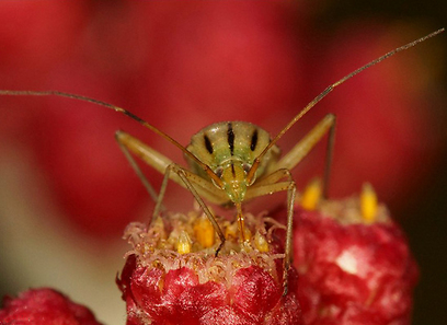 צילום: עמיר וינשטיין צילום: עמיר וינשטיין