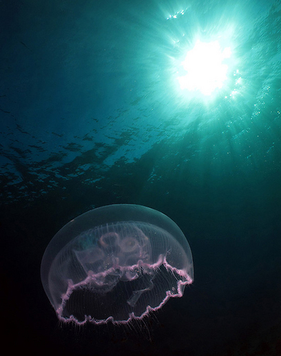 צילום: קרן לוי צילום: קרן לוי