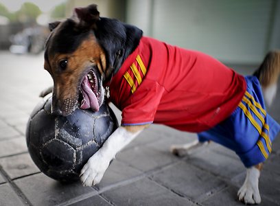 היורומאניה במדריד. אפילו הכלב משתתף (צילום: AFP) (צילום: AFP)