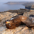 צילום:  Committee Against Bird Slaughter
