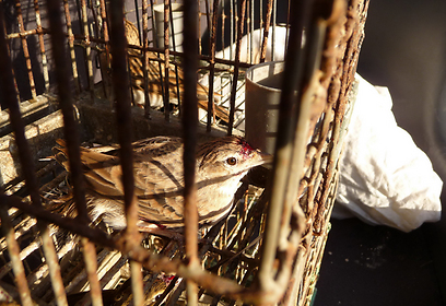 צילום:  Committee Against Bird Slaughter