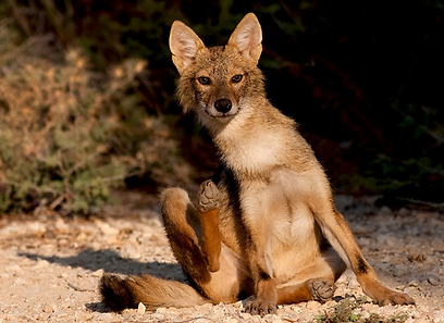 צילום: שרגא אלון