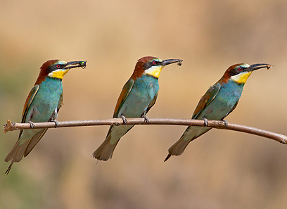 צילום: שרגא אלון