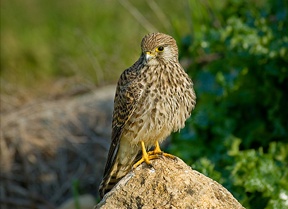 צילום: שמואל הלוי
