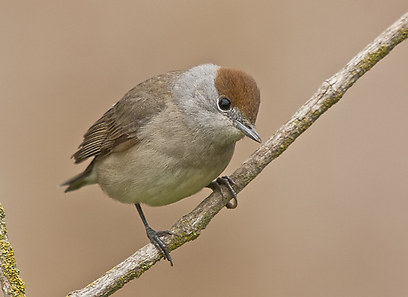 צילום: רפאל