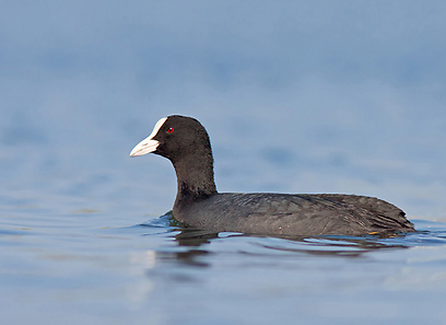 צילום: רועי אברהם