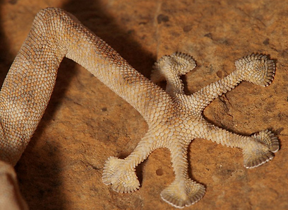 צילום: עמיר וינשטיין