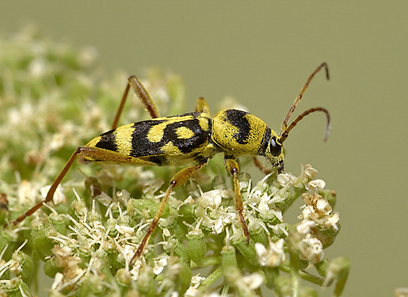 צילום: עוז בן יהודה