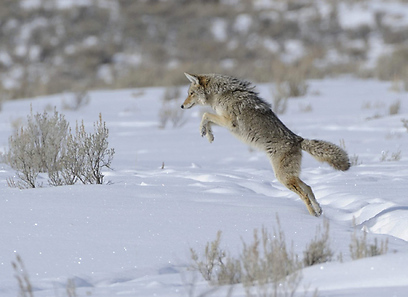צילום: משה כהן