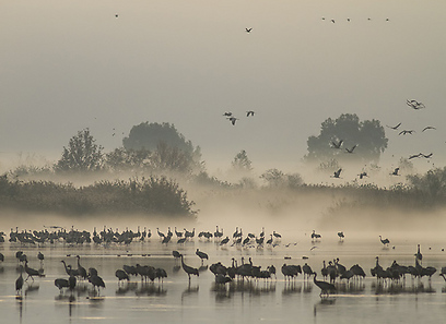 צילום: יואב פרלמן