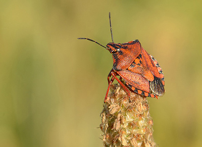 צילום: טל חנוך