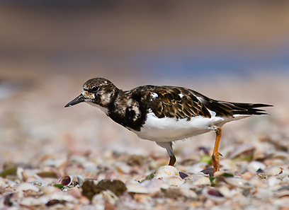צילום: טטיאנה דרוז