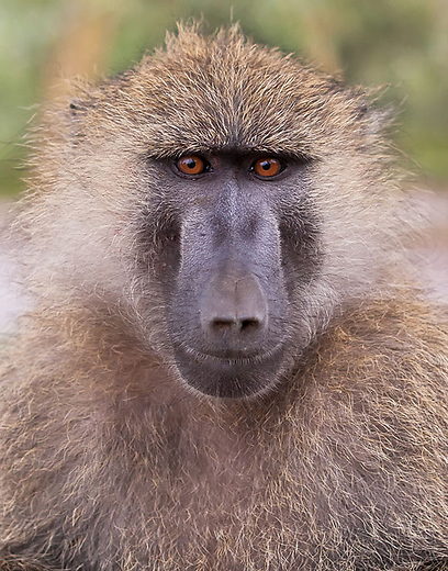 צילום: דני לרדו