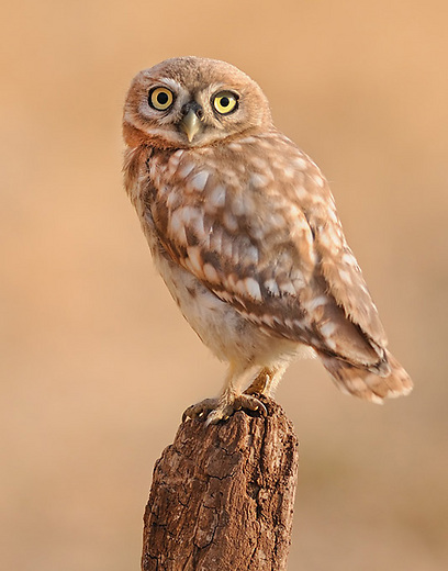 צילום: דוד דניאל