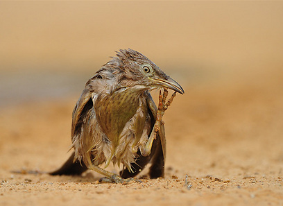 צילום: דובי קלעי