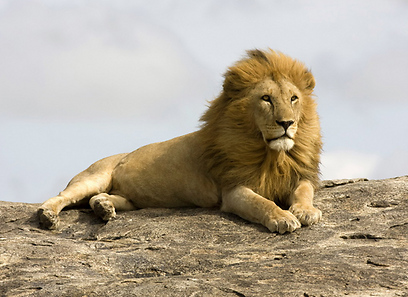 צילום: אייל ברטוב