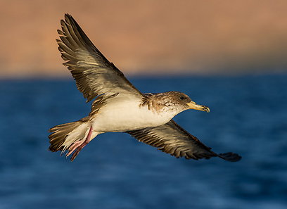 צילום: אבי מאיר
