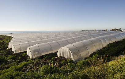 חממות - למעלה מ-15,000 טון פלסטיק משמש בחקלאות (צילום: shutterstock) (צילום: shutterstock)