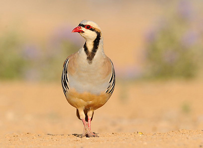 צילום: אפי פירסט צילום: אפי פירסט
