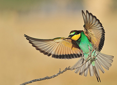 צילום: דובי קלעי צילום: דובי קלעי