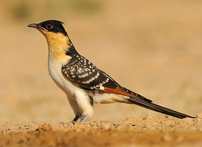 צילום: אפי פירסט צילום: אפי פירסט
