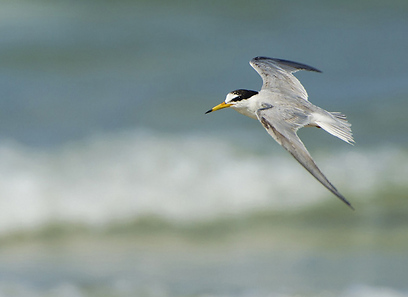 צילום: דורית בר-זכאי צילום: דורית בר-זכאי
