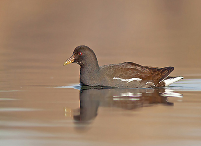 צילום: רועי אברהם צילום: רועי אברהם