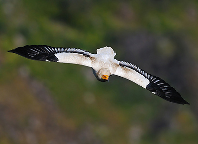 צילום: פאבלו רודאף צילום: פאבלו רודאף
