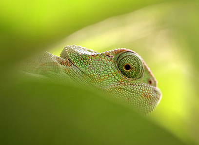 צילום: אבי הירשפלד צילום: אבי הירשפלד