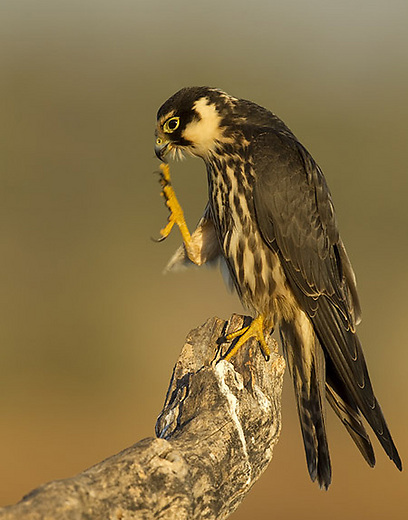 צילום: רוני לבנה צילום: רוני לבנה