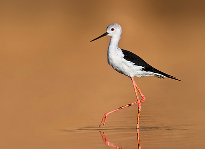 צילום: אבי מאיר צילום: אבי מאיר