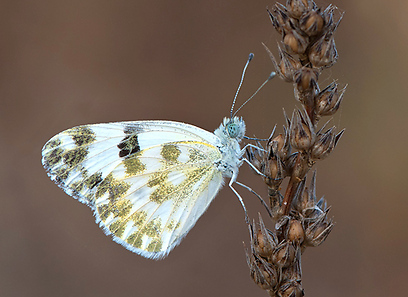צילום: כפיר דדון צילום: כפיר דדון