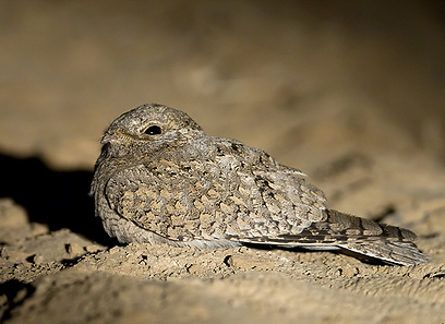 צילום: יואב פרלמן צילום: יואב פרלמן