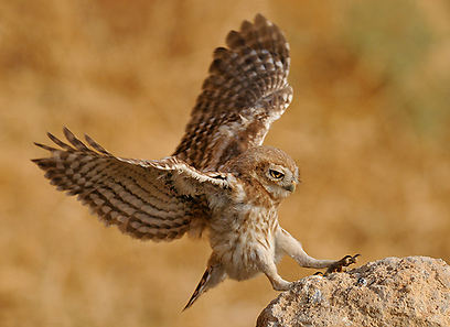צילום: אורי קולקר צילום: אורי קולקר