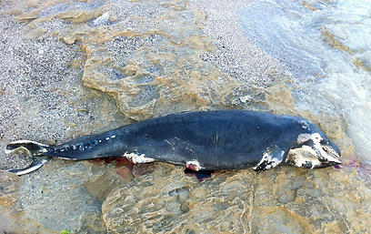 דולפין עב-שן קטלני בחוף תל-ברוך (צילום:נדב ברנשטיין, מחמ"לי) (צילום:נדב ברנשטיין, מחמ