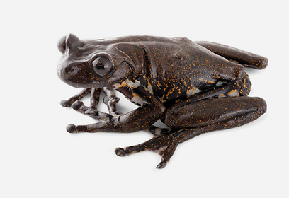 צילום: s A. Coloma