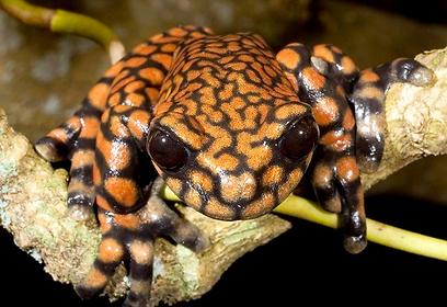 צילום: s A. Coloma