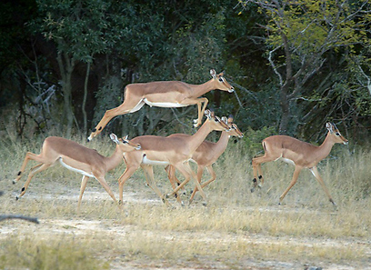 צילום: טל חנוך צילום: טל חנוך