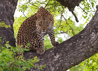 צילום: דני לרדו צילום: דני לרדו