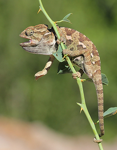 צילום:נתן אדלשטיין צילום:נתן אדלשטיין