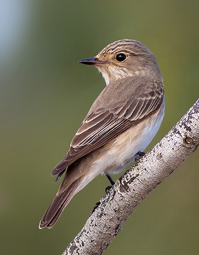 צילום: משה כהן צילום: משה כהן